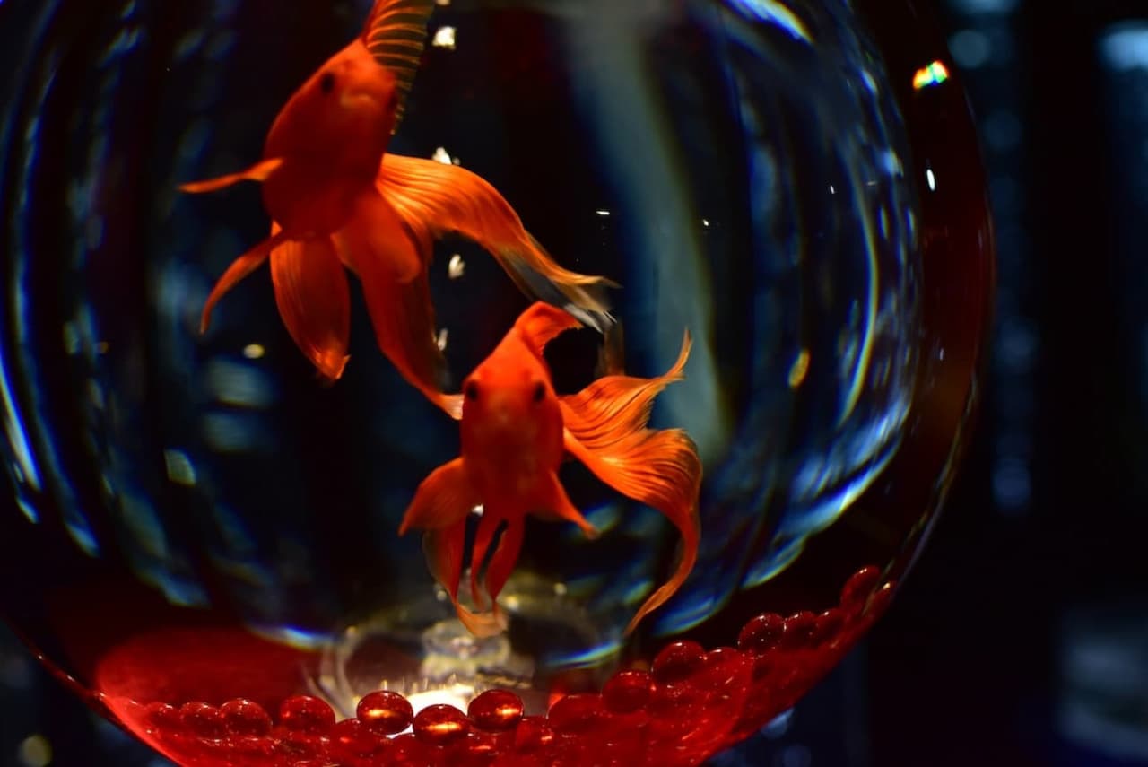 Art Aquarium Museum GINZA Ticket - image 10